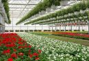 Punjab’s horticulture area expands to 5.21 lakh hectares