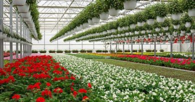 Punjab’s horticulture area expands to 5.21 lakh hectares